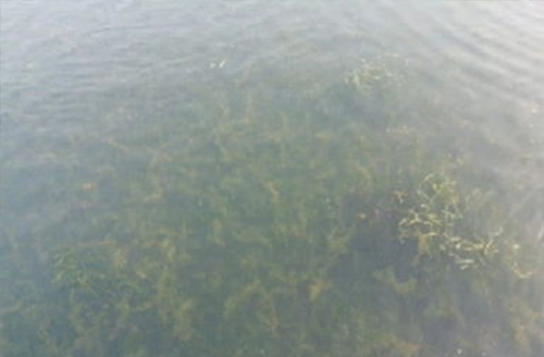 水草在养殖虾蟹中的作用